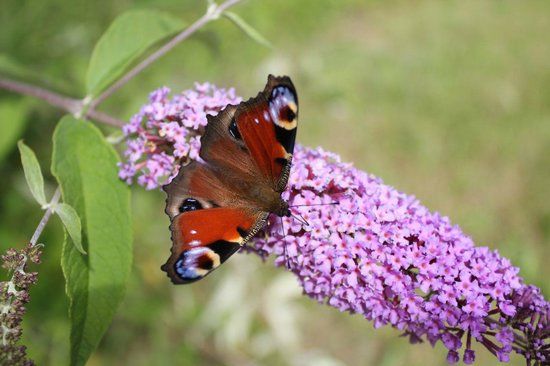 Naturschutzgebiet Eselschwanz